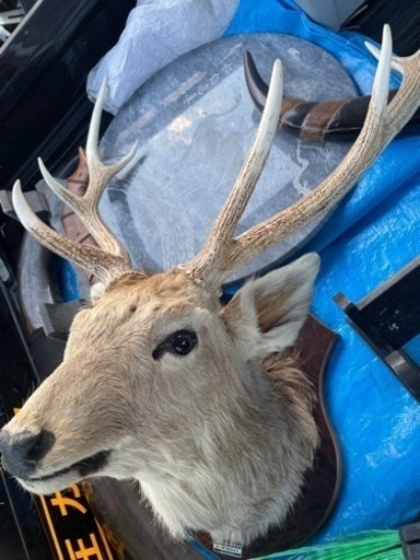 鹿の剥製　オブジェ
