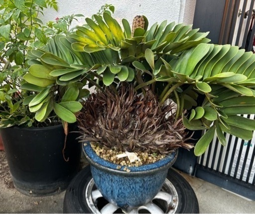 植木　鉢も陶器