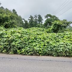 草刈まさお「大型」ハンマーナイフモア・１時間で1,000㎡～余裕です。しかもたったの１万２千円／１時間だなんて！【千葉県全域】【長野県東部】【群馬県南西部】【茨城県南部】 - 佐倉市