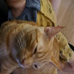 守山区 迷い猫