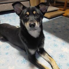 小型、中型犬の犬友達を募集しています
