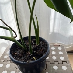 モンステラ　観葉植物　小　【現地渡し限定】土、肥料新品ですの画像