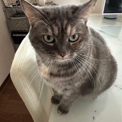 甘えん坊のラブちゃん - 里親募集