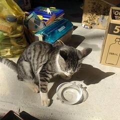キジトラの人懐っこい子猫です