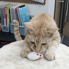 茶トラの人懐っこいおとこの子です😃
