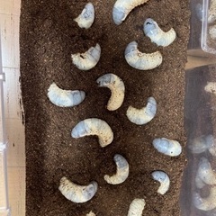 カブトムシ幼虫(受け渡し予定)