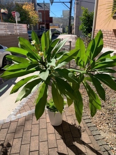 プルメリア白　新品の日本製陶器鉢入り　寄せ植え