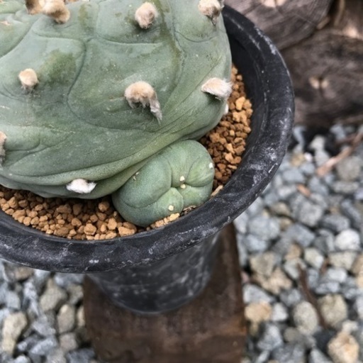 ロフォフォラ　翠冠玉　植物　　サボテン