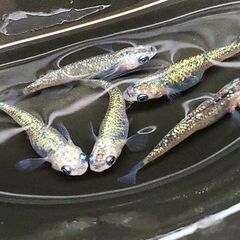 虹色めだか【サボラメ】の画像