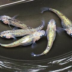 虹色めだか【サボラメ】の画像
