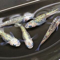 虹色めだか【サボラメ】