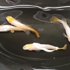 虹色めだか【東天光】の画像