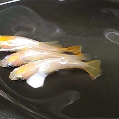 虹色めだか【東天光】の画像