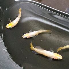 虹色めだか【東天光】