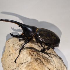 ヘラクレスオオカブト　小さめ