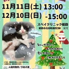 ❤️保護猫の譲渡会❤️スペイクリニック姫路