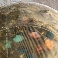 ミナミヌマエビ　大量