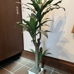 観葉植物 レプリカの画像