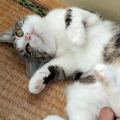 里親さま決定！ おちりが…♡うさぎ尻尾の美猫さんの画像