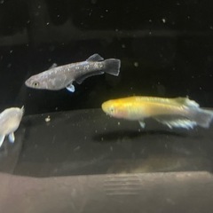 レッドクリフ紅白×ミッドナイトフリル体外光 めだか 改良めだかの画像