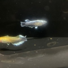 レッドクリフ紅白×ミッドナイトフリル体外光 めだか 改良めだかの画像