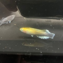 レッドクリフ紅白×ミッドナイトフリル体外光 めだか 改良めだか