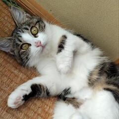 里親さま決定！ おちりが…♡うさぎ尻尾の美猫さん - 里親募集