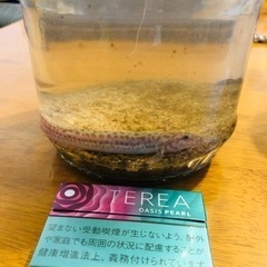 ザリガニとどじょうの画像