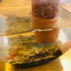 ザリガニとどじょう