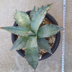 アガベ チタノタブルー 3株セット