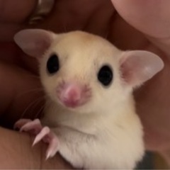 モモンガ　オス　リューシ