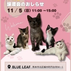 11月5日(日)❤️保護猫譲渡会🐱🐱🐱