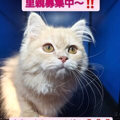 一旦受付中断します。生後４ヵ月ラガマフィン♂可愛すぎる子です(⋈...