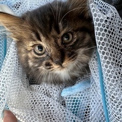 長毛子猫