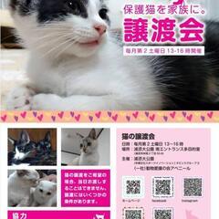 11号11日アベニール譲渡会IN浦添大公園南ｴﾝﾄﾗﾝｽ多目的室