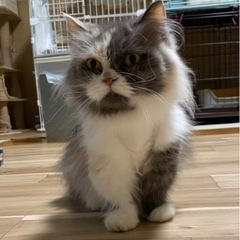 お話し中　マンチカン　引退猫　女の子　避妊済み　