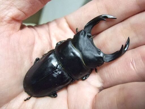 三重県産オオクワガタ F1 ♂66.6ミリ ♀45ミリ ペア