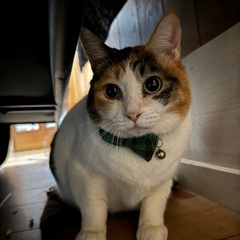 豊満ボディが魅力な三毛猫