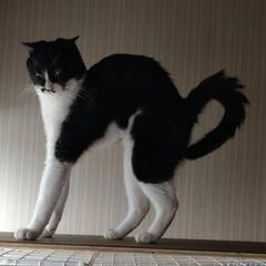 LINEカカオ友達募集 遊べる方 − 秋田県
