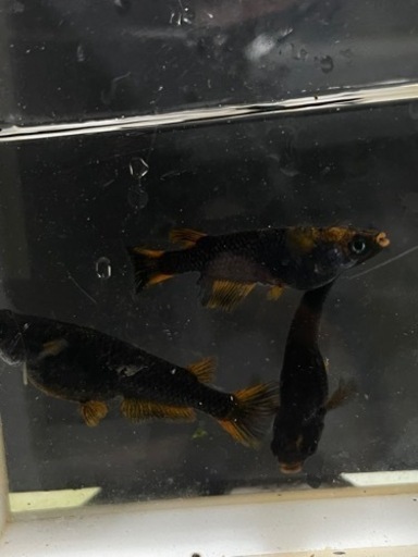 現物出品　極上 黒炎　トリオ　種親候補  メダカ　めだか
