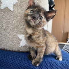 4兄弟の薄茶ちゃん