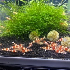 レッドビーシュリンプ5【取引先決まりました】の画像