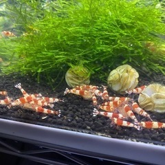 レッドビーシュリンプ5【取引先決まりました】の画像