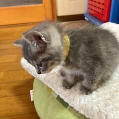 10月初旬生まれの3兄弟と母猫（子猫②イエローリボン）