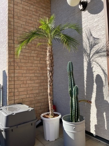 フェニックスロベレニー