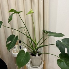 観葉植物　モンステラ