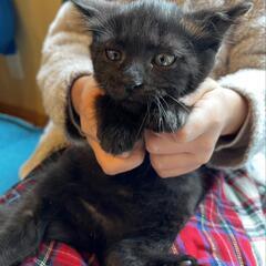 黒子猫ちゃん