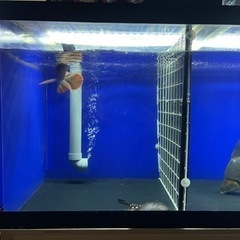 水槽　アクリルの画像