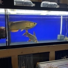水槽　アクリルの画像