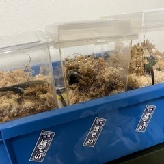 ヘラクレスヘラクレス♀ 極太極短血統【完売御礼】の画像